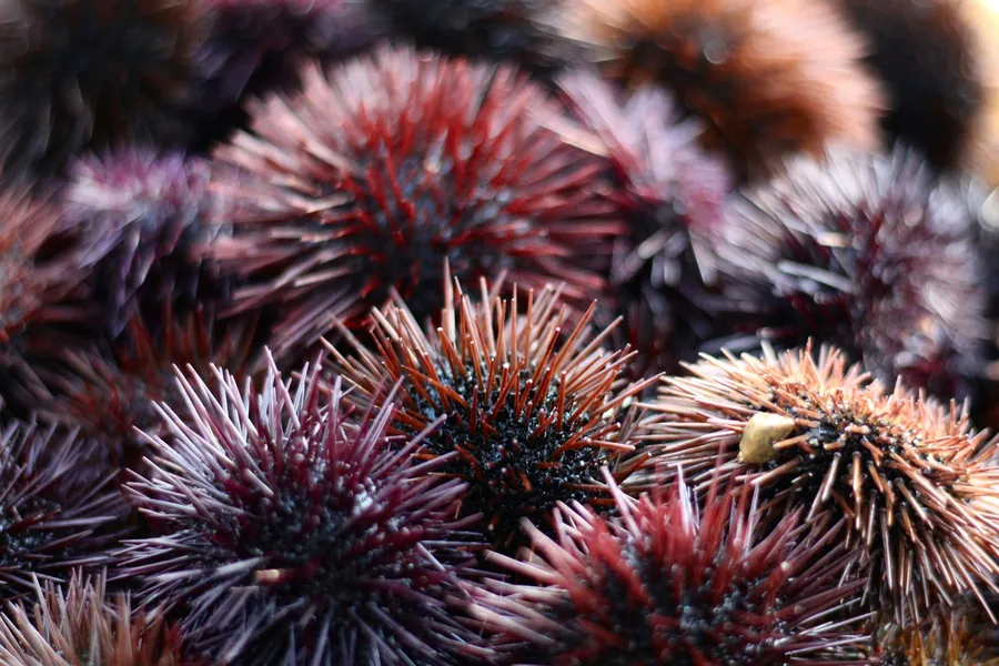 A cluster of sea urchins on the reef