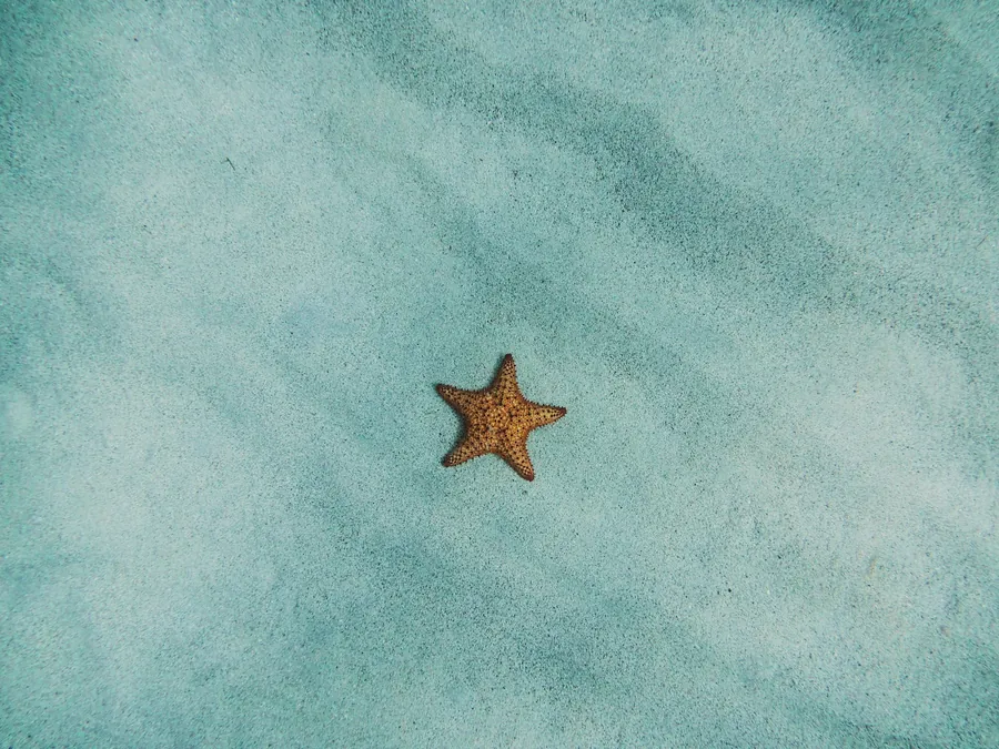 An orange sea star resting on pale sand
