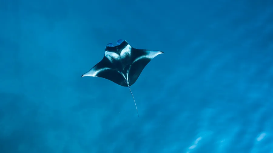 A ray gliding through bright blue water