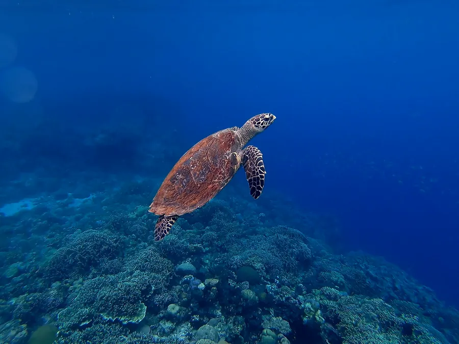 A sea turtle swimming above a coral reef