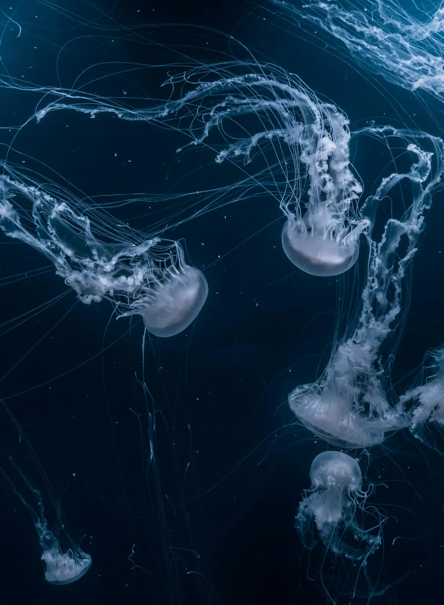 White jellyfish drifting in dark water