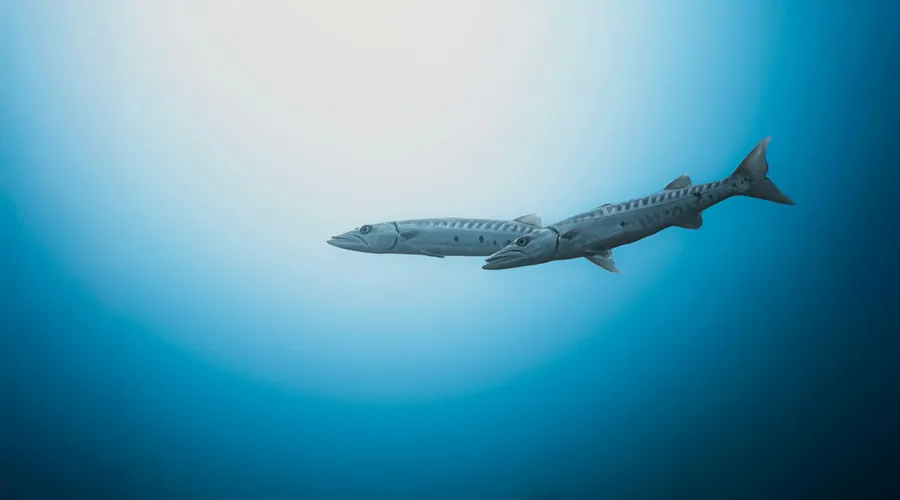 A barracuda in open blue water