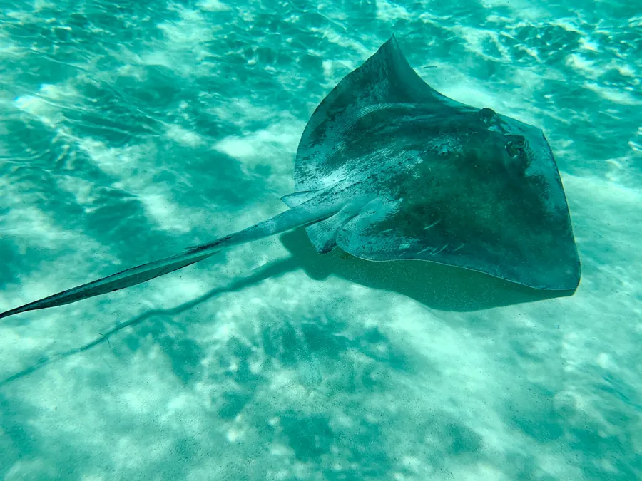 A stingray gliding over pale sand
