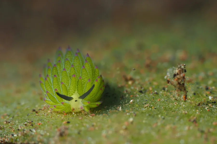 A green sea slug on the sandy bottom