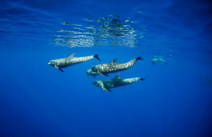 A pod of dolphins swimming near the surface