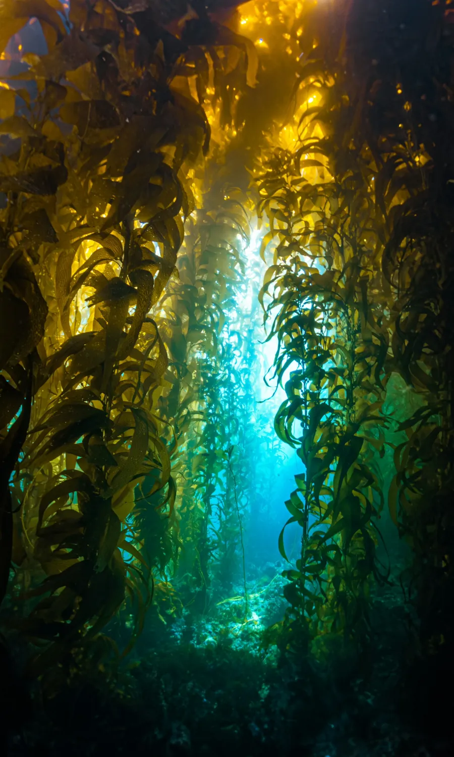 Sunlight streaming down through a tall kelp forest
