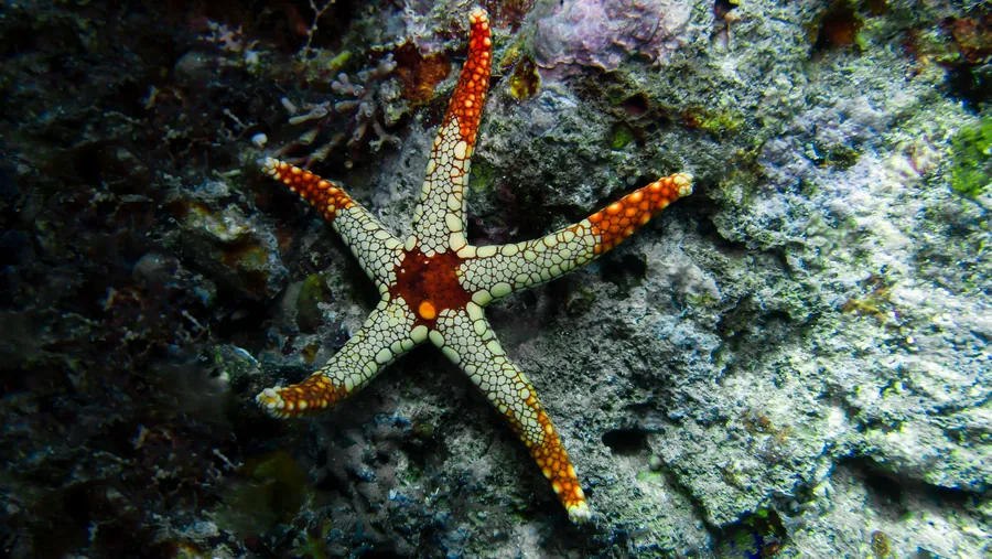 A red and white sea star on a rocky reef