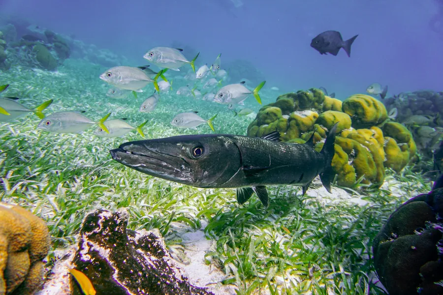 A barracuda hunting over sea grass beside the reef