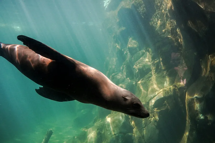 A sea lion swimming through green, sunlit water