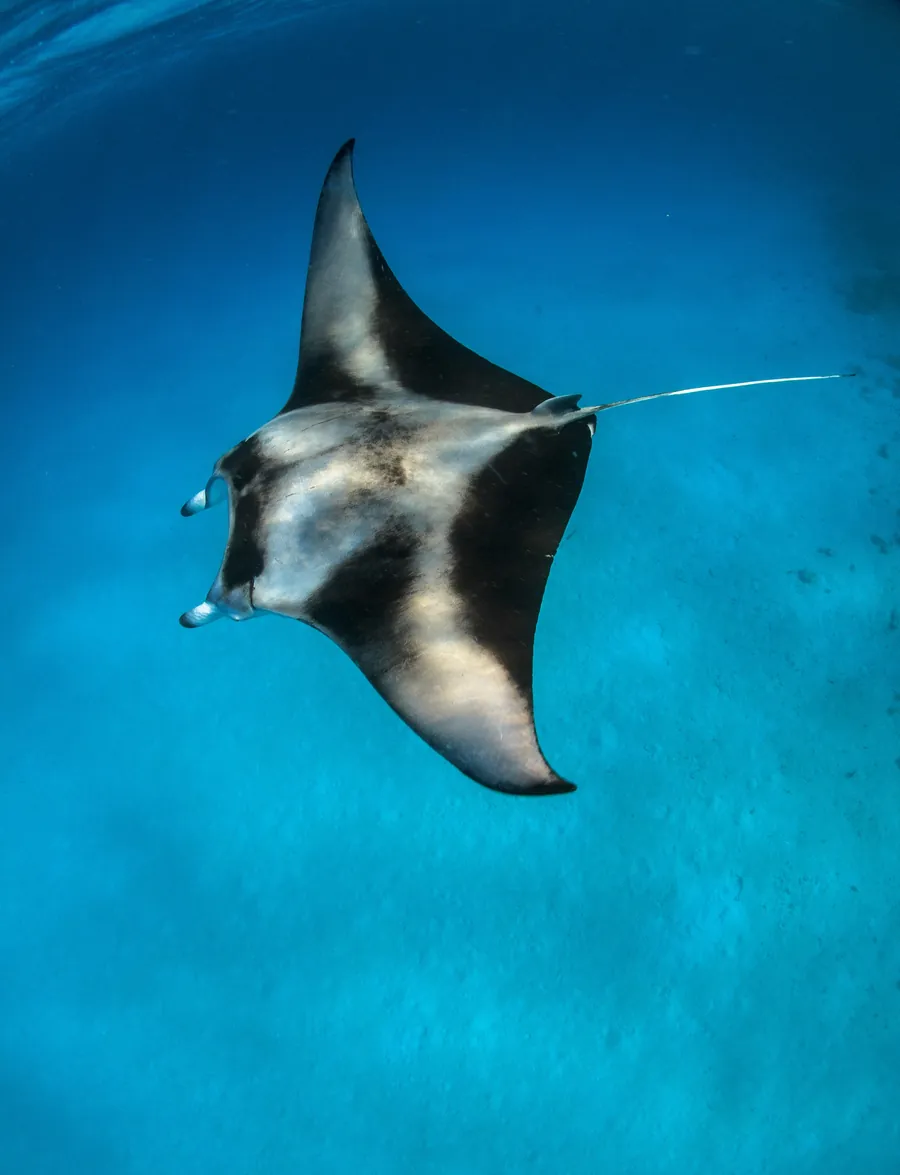 A manta ray swimming beneath the surface