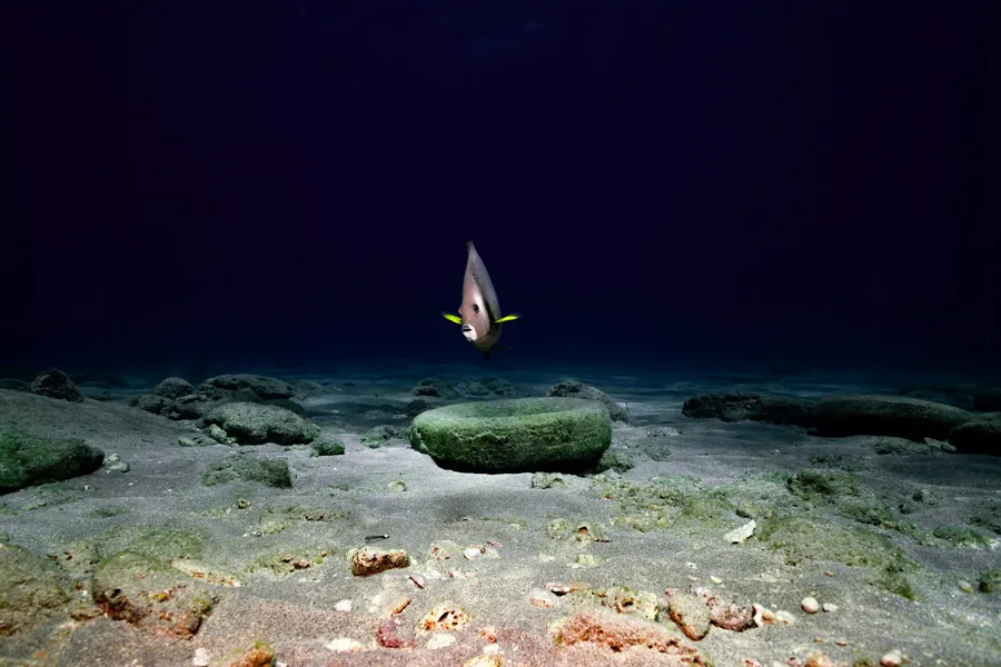 A small fish over the sea floor at night
