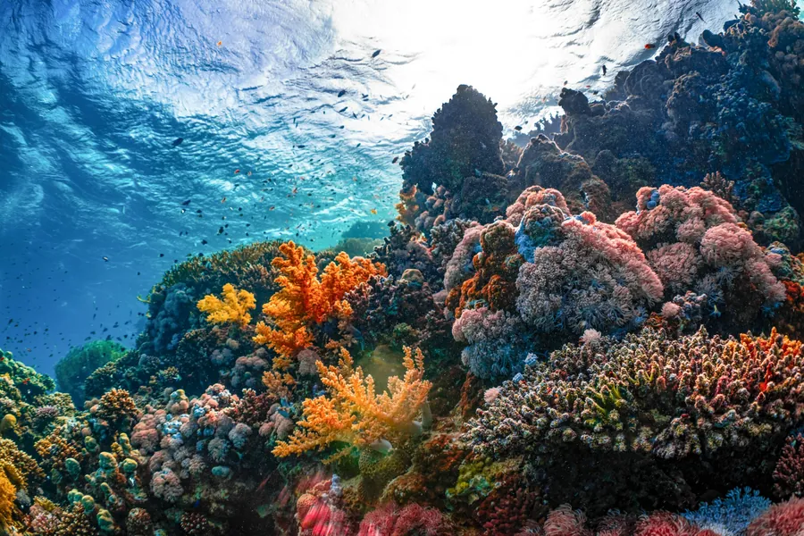 A colorful coral reef just below the surface
