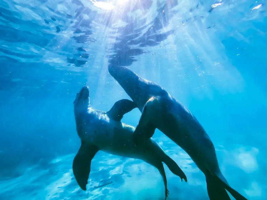 Two sea lions swimming together