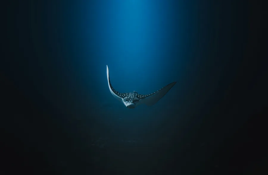 A manta ray gliding through dark blue water