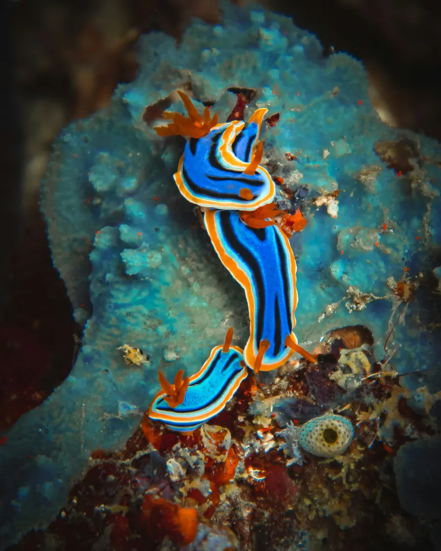 A blue and orange nudibranch on a coral ledge