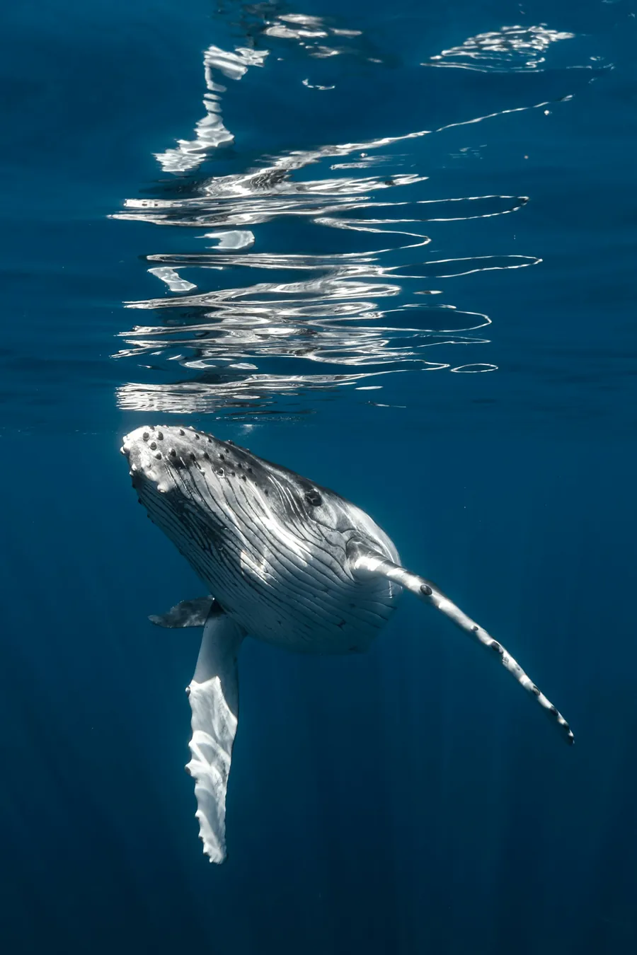 A humpback whale rising toward the surface