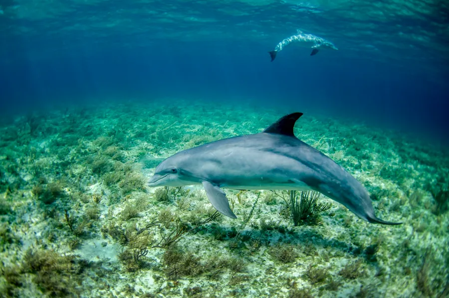 A dolphin swimming over a sea grass bed