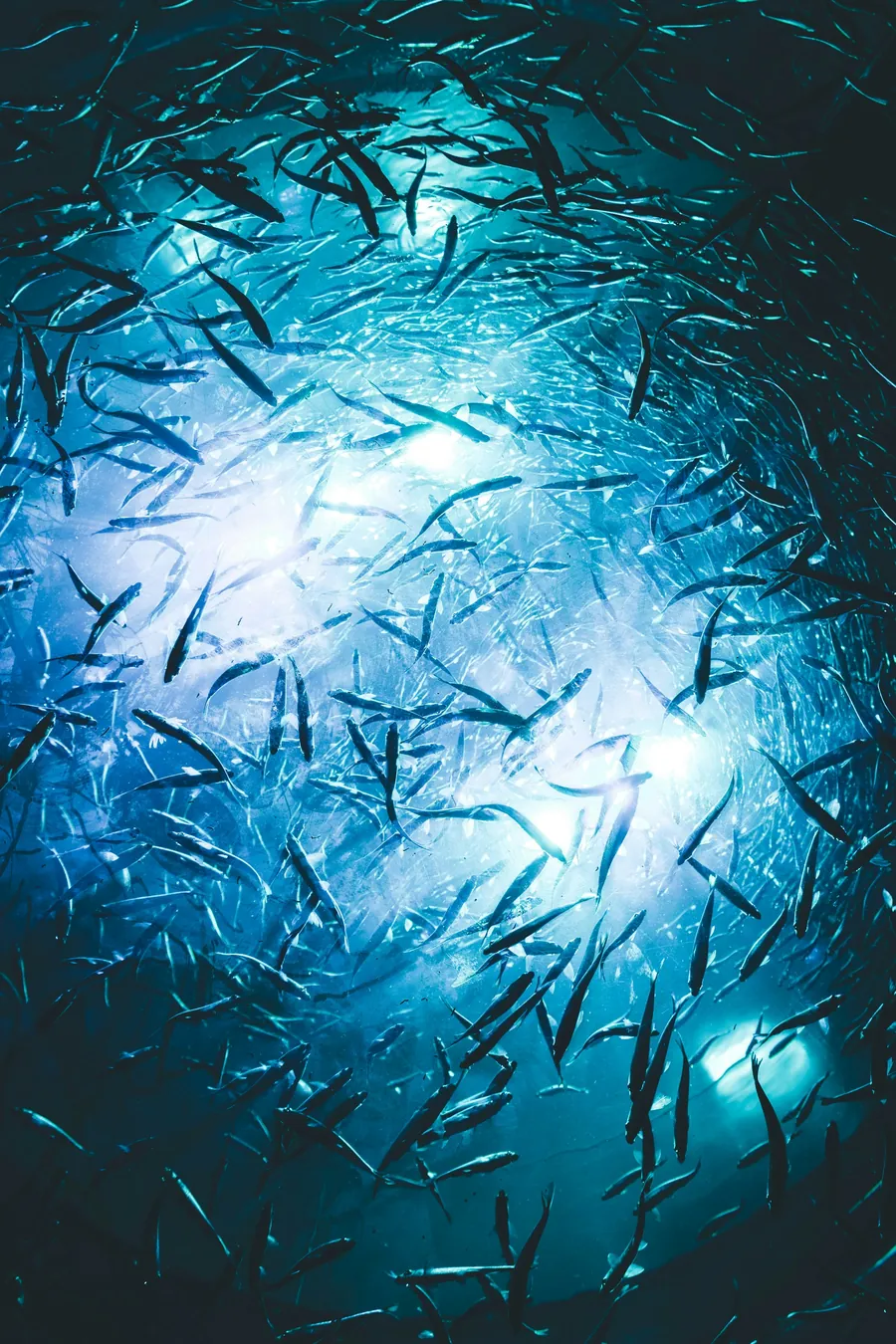 A swirling school of small fish lit from above