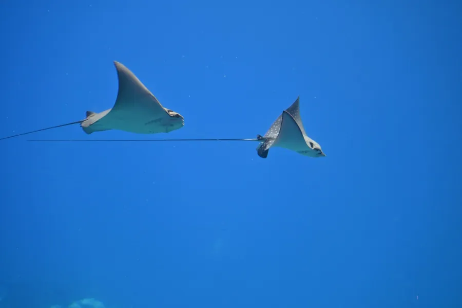 Two eagle rays swimming in open blue water