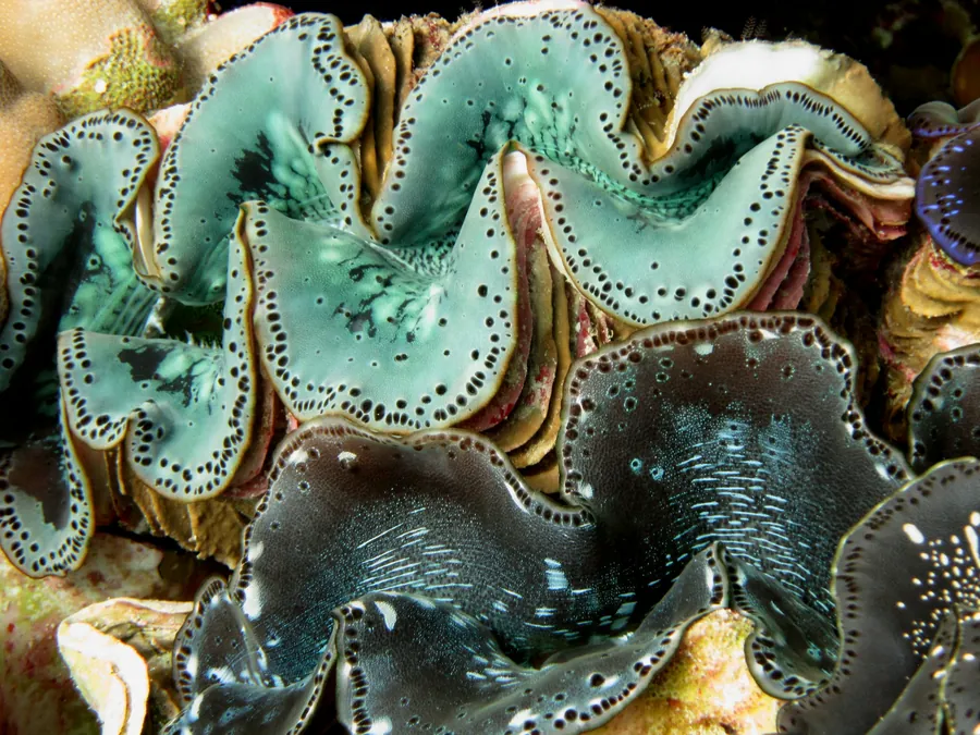The rippled mantle of a giant clam
