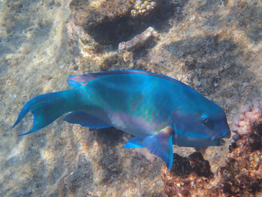 A blue parrotfish swimming over the reef