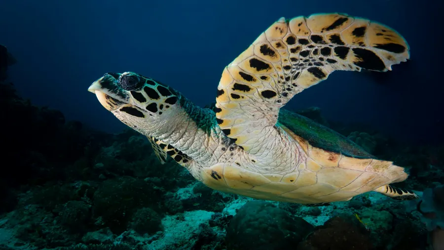 A hawksbill sea turtle swimming over the reef