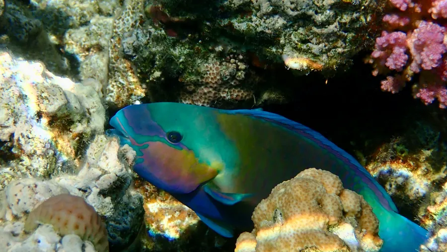 A parrotfish resting among the corals