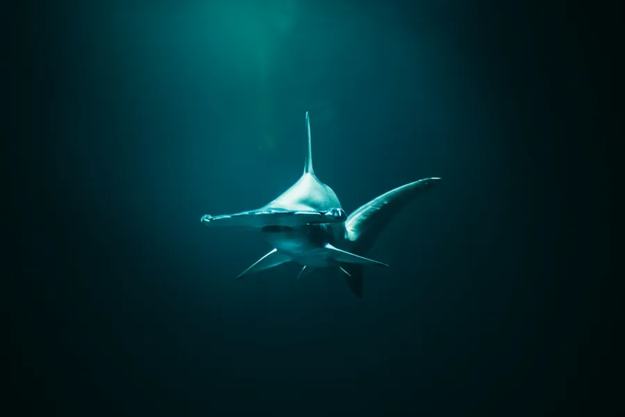 A hammerhead shark in deep blue water