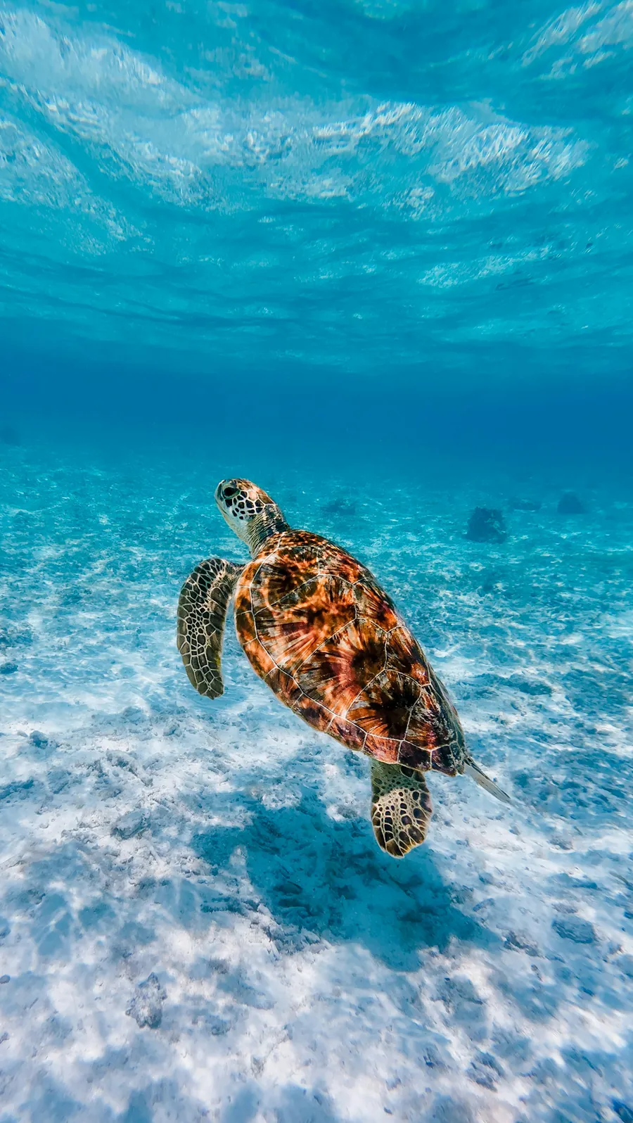 A sea turtle swimming in clear blue water