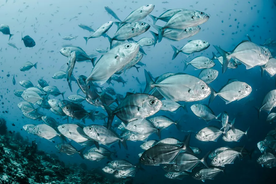 A large school of fish over the reef