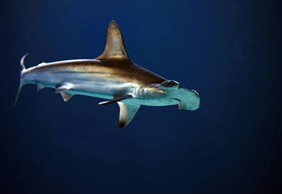A hammerhead shark swimming in dark blue water