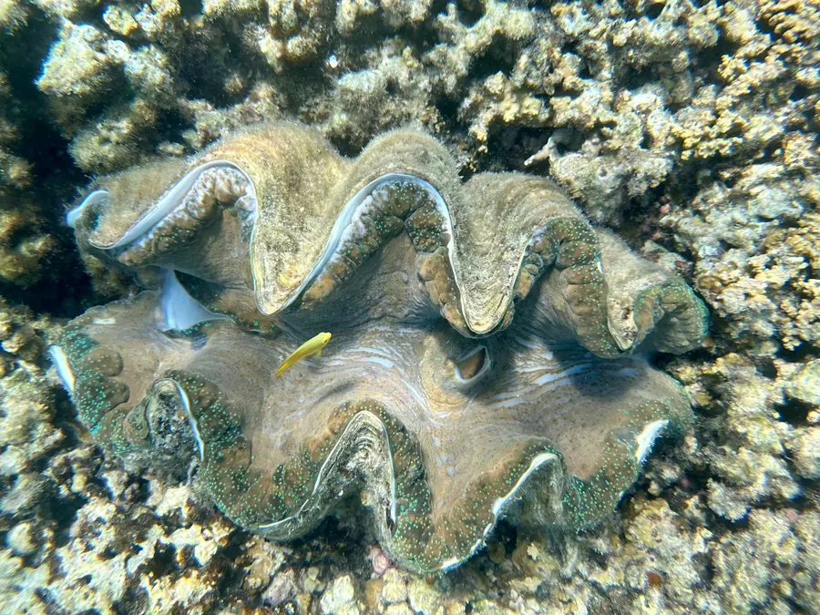 The mantle of a giant clam set into the reef