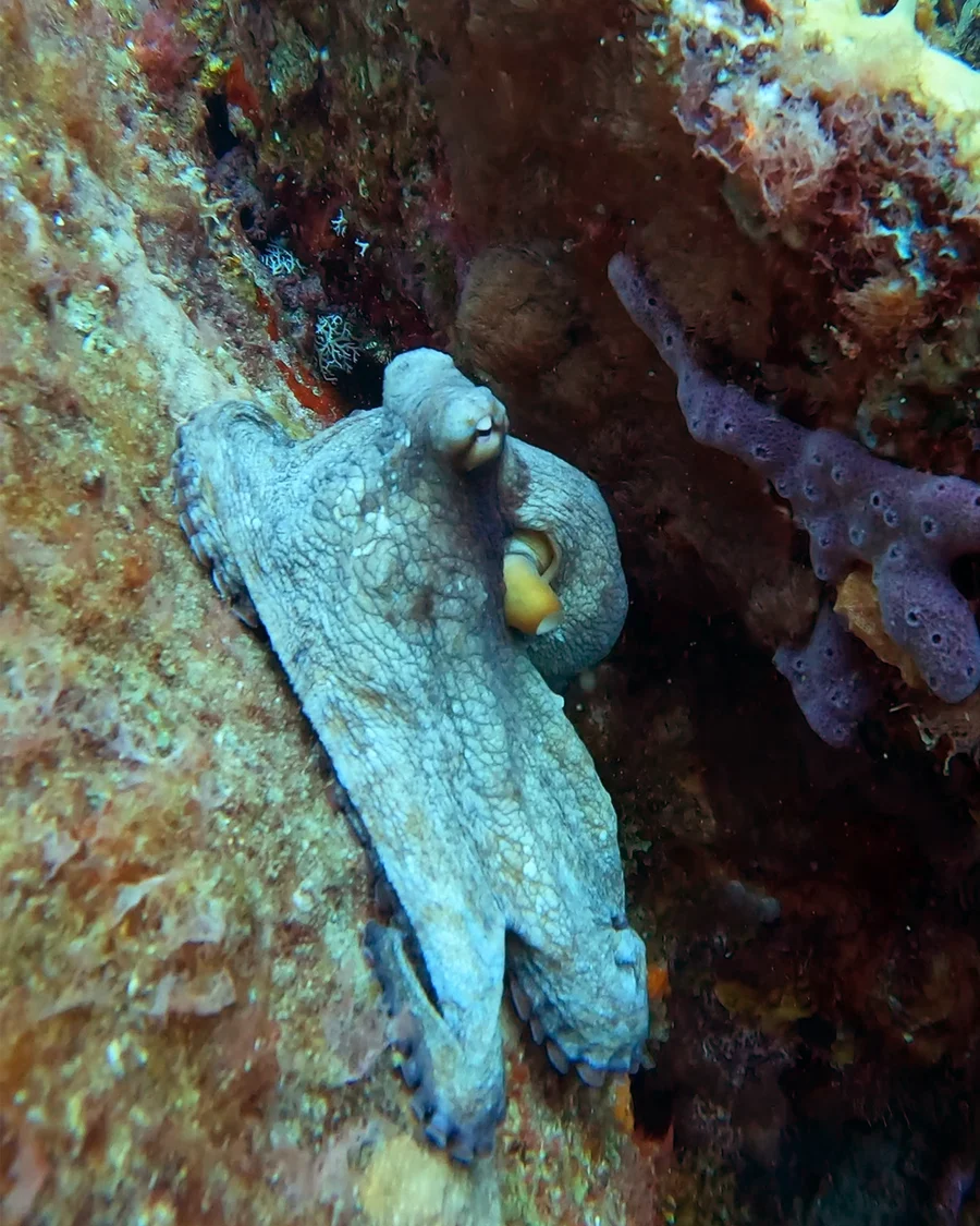 An octopus stretched across a coral wall