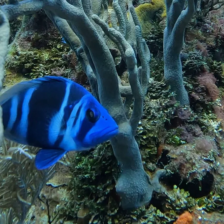 A blue tang swimming past sponges