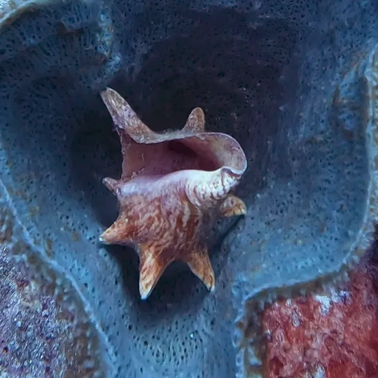 A conch shell resting inside a sponge