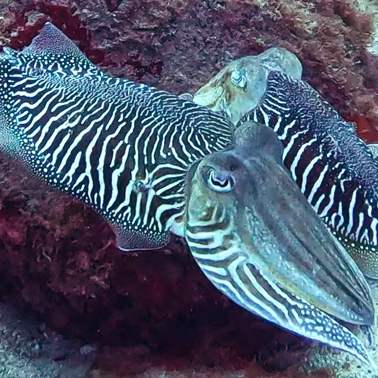 Two striped cuttlefish over a reef