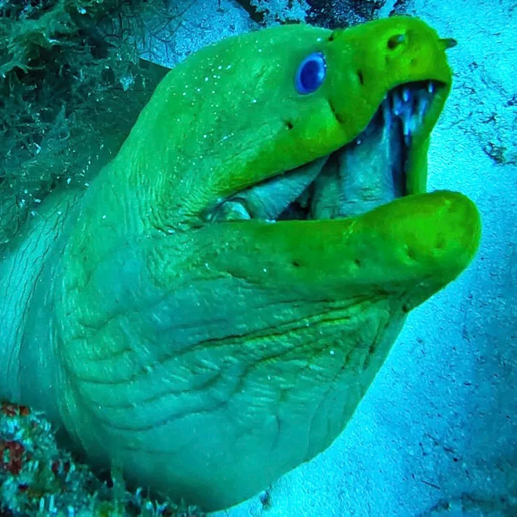 A green moray eel with its mouth open