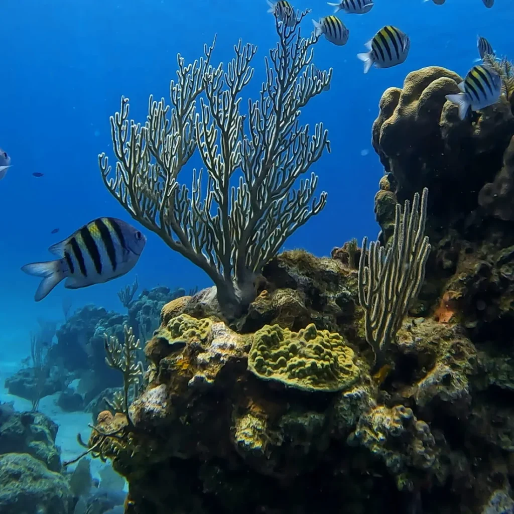 Reef fish swimming above sea fans and coral