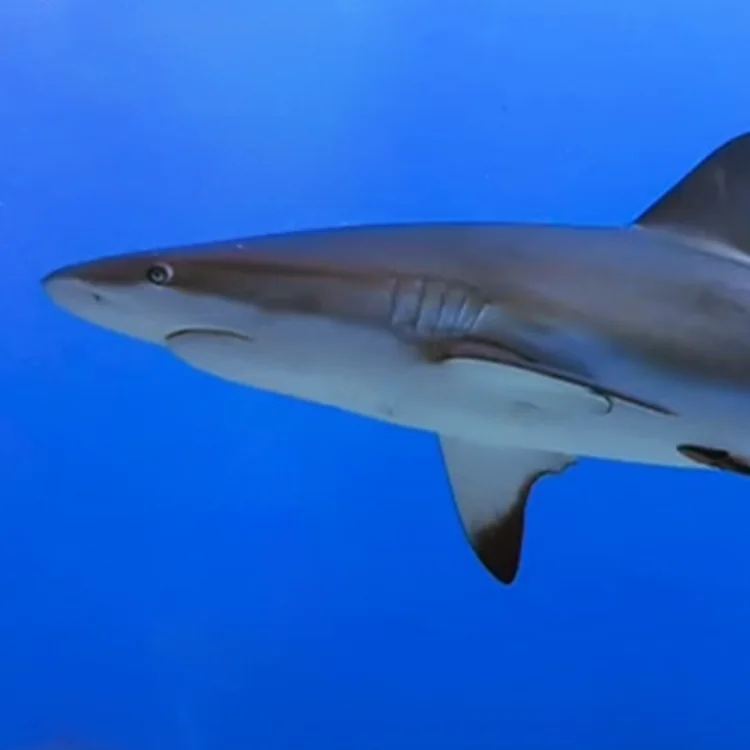 A reef shark swimming in open blue water