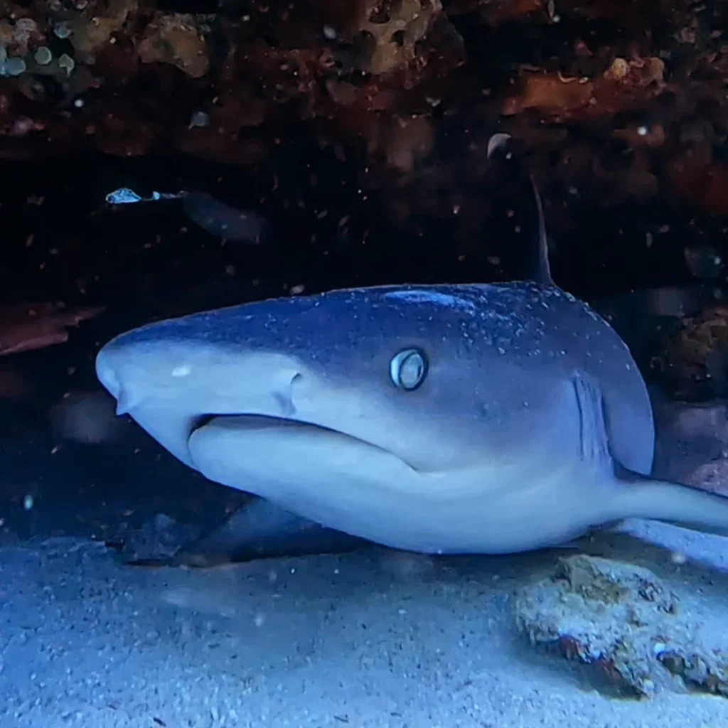 A whitetip reef shark resting under a ledge