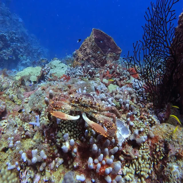 A crab on a coral reef under a sea fan