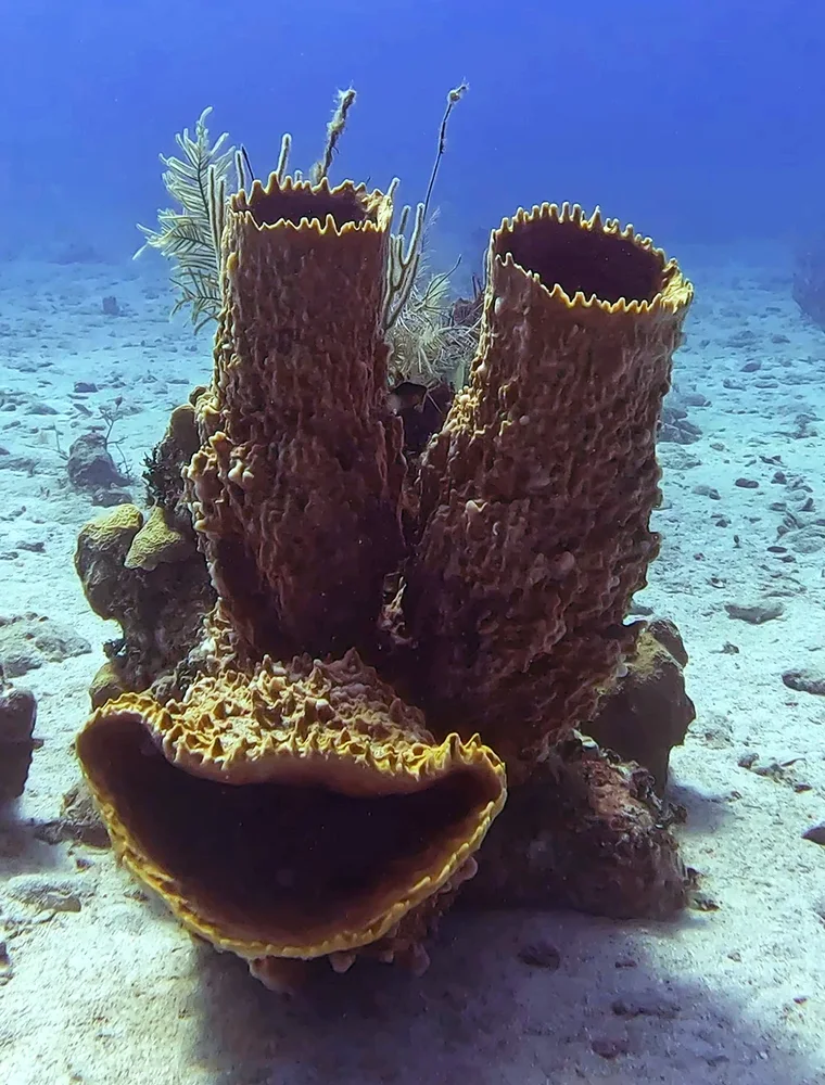 Barrel sponges that look like a smiling face