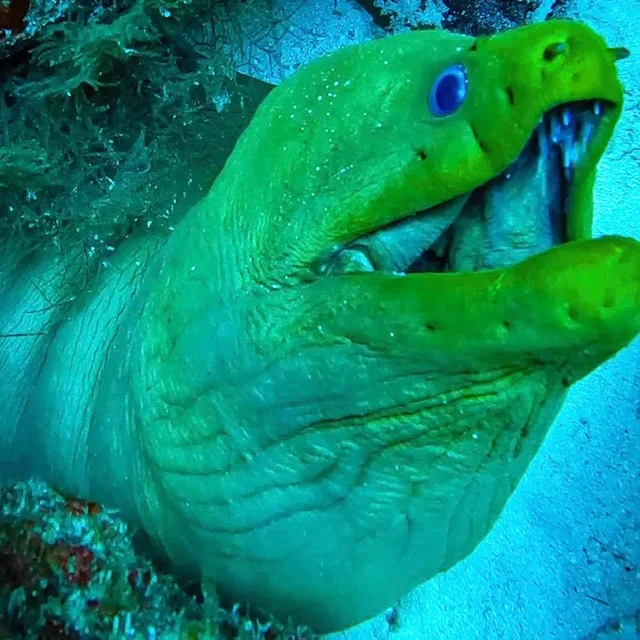 A green moray eel looking out from a reef