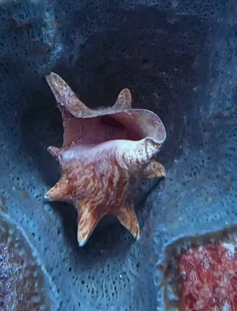 A conch shell resting inside a blue sponge