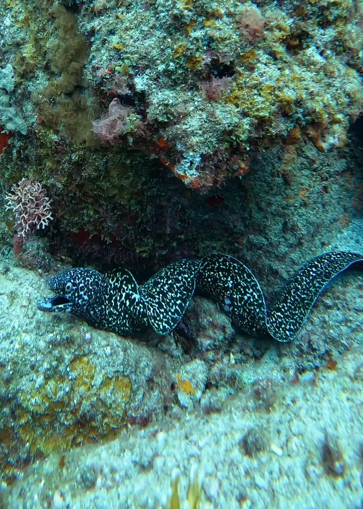 A spotted moray eel winding between rocks
