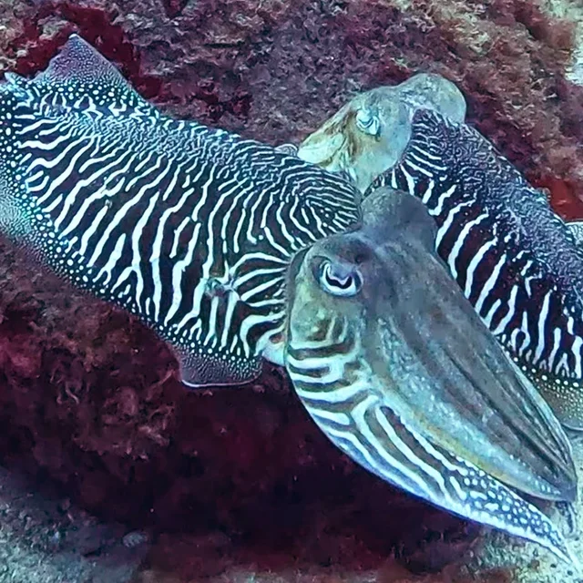 Two cuttlefish on a red reef