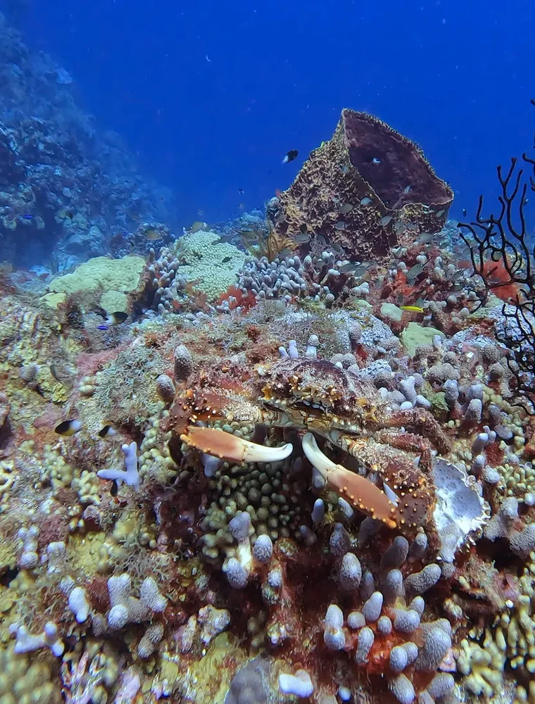 A crab on a coral reef under a sea fan