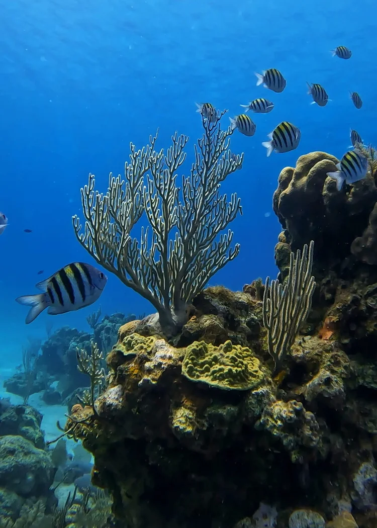 Sergeant major fish around a sea fan in sunlit water