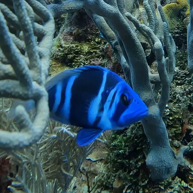 A blue tang swimming over sponges and coral