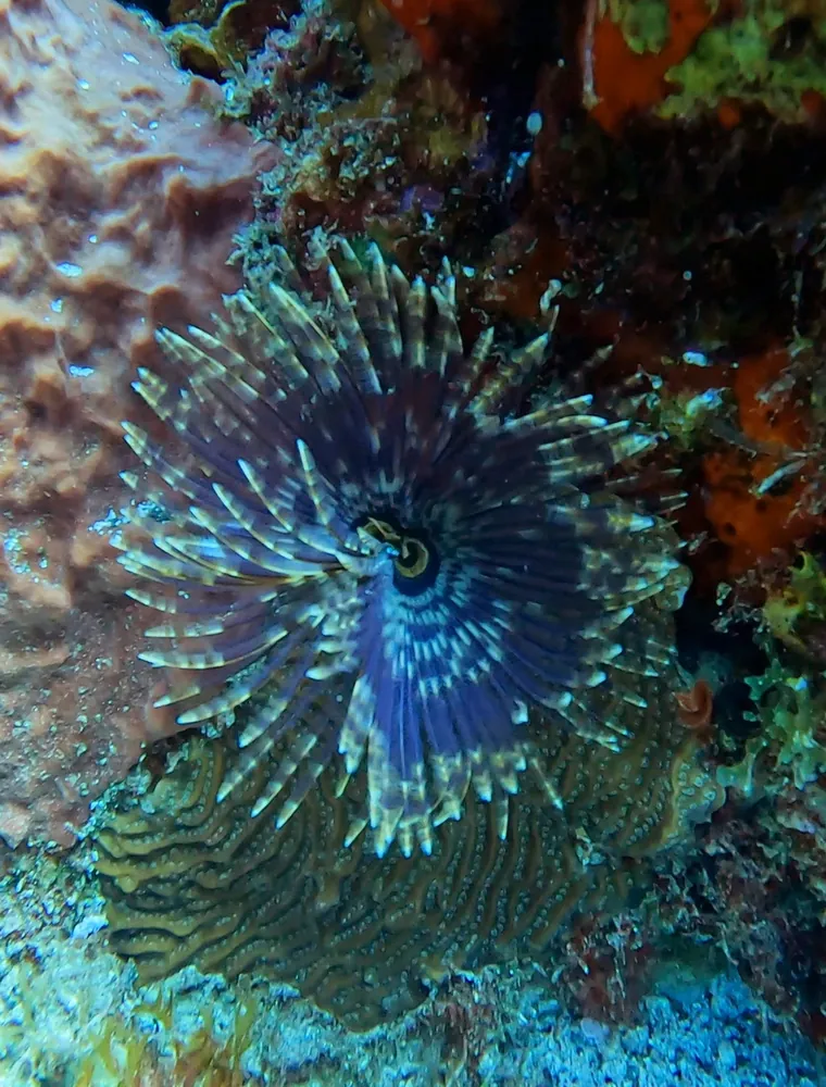 A feather duster worm on a coral reef